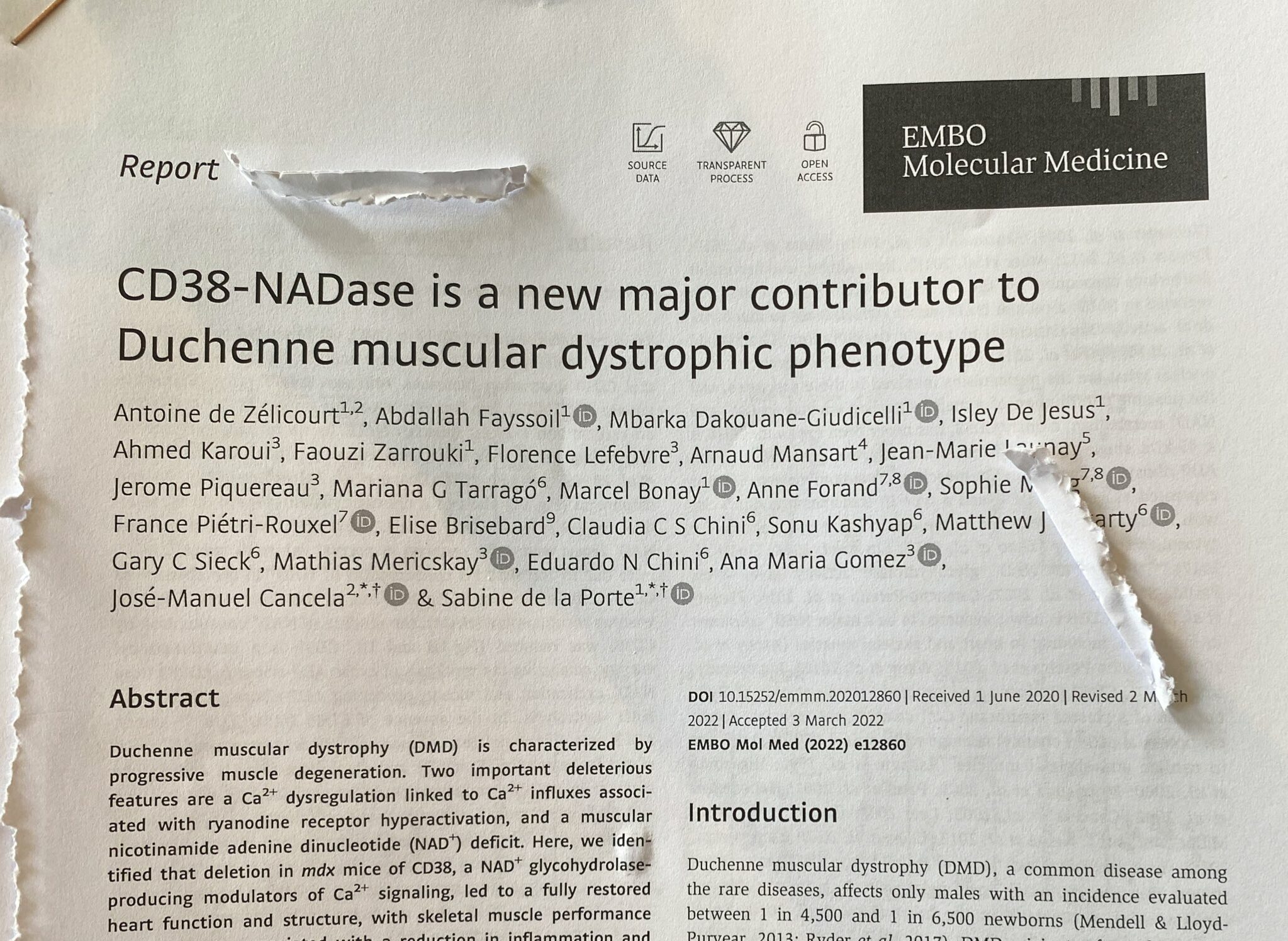 CD38-NADase is a new major contributor to Duchenne muscular dystrophic phenotype.