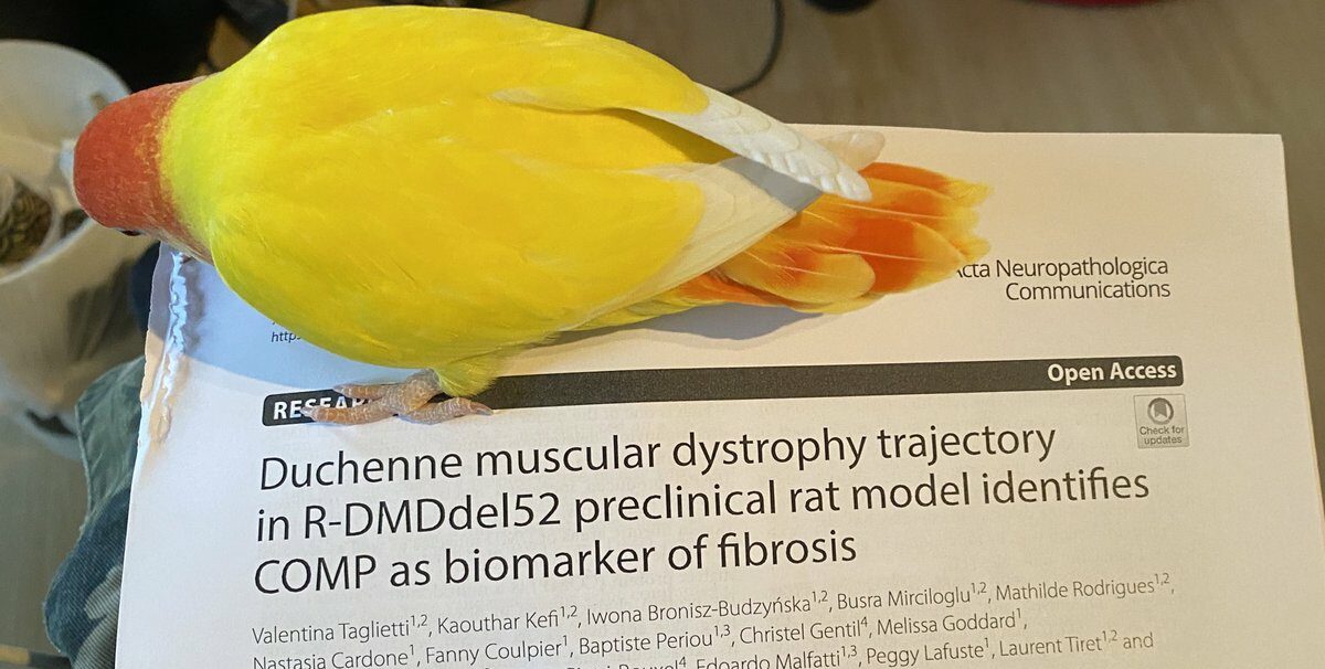 Duchenne muscular dystrophy trajectory in R-DMDdel52 preclinical rat model identifies COMP as biomarker of fibrosis
