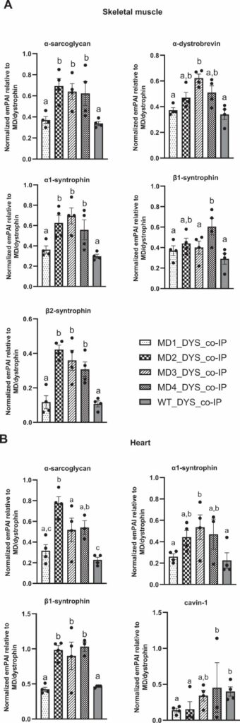 Evaluation of the dystrophin carboxy-terminal domain for micro-dystrophin gene therapy in cardiac and skeletal muscles in the DMD mdx rat model