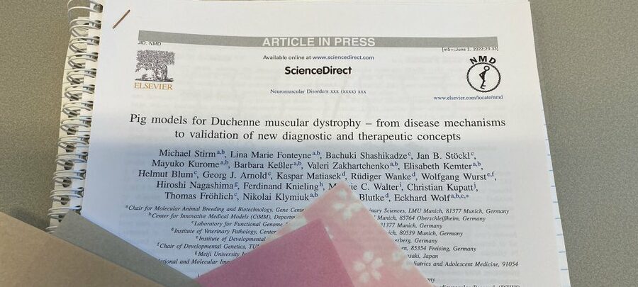 Pig models for Duchenne muscular dystrophy - from disease mechanisms to validation of new diagnostic and therapeutic concepts.