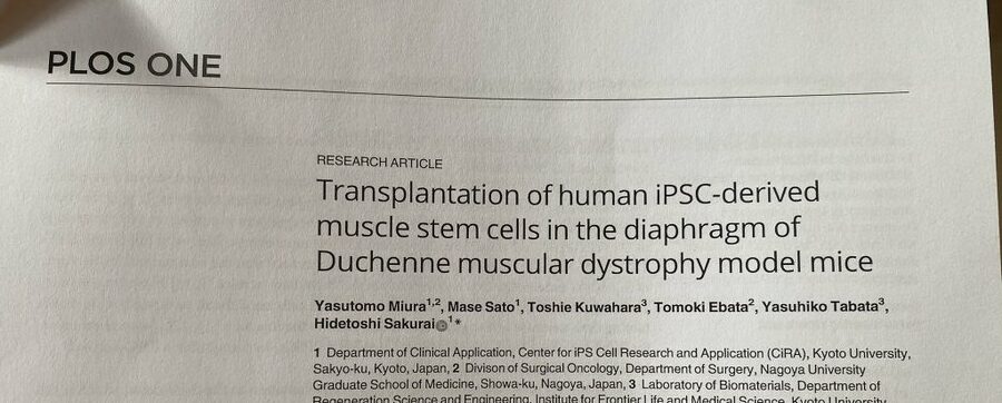 Transplantation of human iPSC-derived muscle stem cells in the diaphragm of Duchenne muscular dystrophy model mice